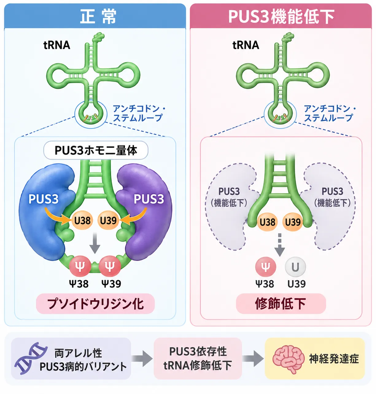 正常ではPUS3がtRNAのアンチコドン・ステムループ38・39位をシュードウリジン化し、PUS3機能低下ではΨ38/39修飾が減少してtRNA機能と翻訳に影響する仕組みを比較した模式図
