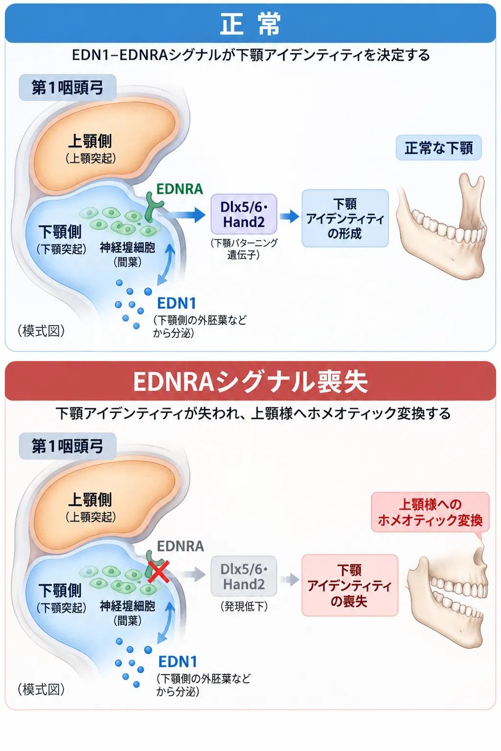 正常では第1咽頭弓の神経堤細胞でEDN1がEDNRAを活性化し、DLX5・DLX6やHAND2を介して下顎アイデンティティが形成される一方、EDNRAシグナル喪失では下顎アイデンティティが失われ、上顎様へのホメオティック変換が起こる仕組みを比較した模式図