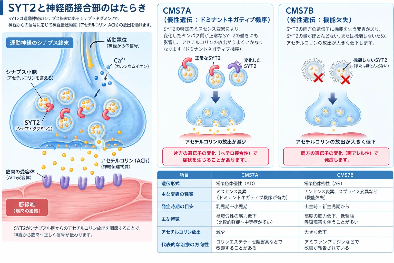 SYT2による神経筋接合部でのアセチルコリン放出と、優性型CMS7A・劣性型CMS7Bの分子病態、遺伝形式、症状の違いを示す模式図