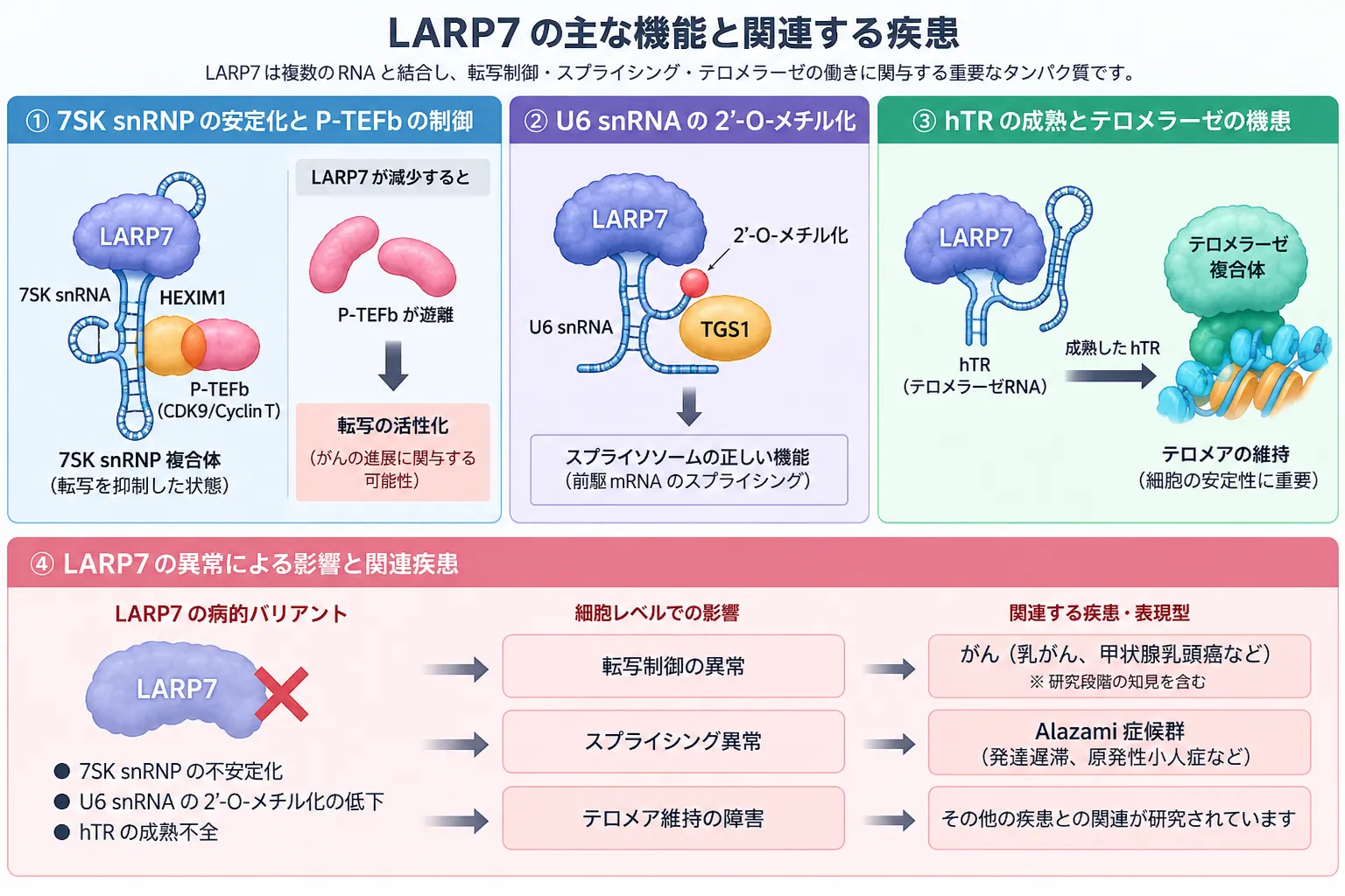 LARP7による7SK snRNPとP-TEFbの転写制御、U6 snRNA修飾とスプライシング、hTR成熟とテロメラーゼ維持、LARP7異常によるAlazami症候群への影響を示す模式図
