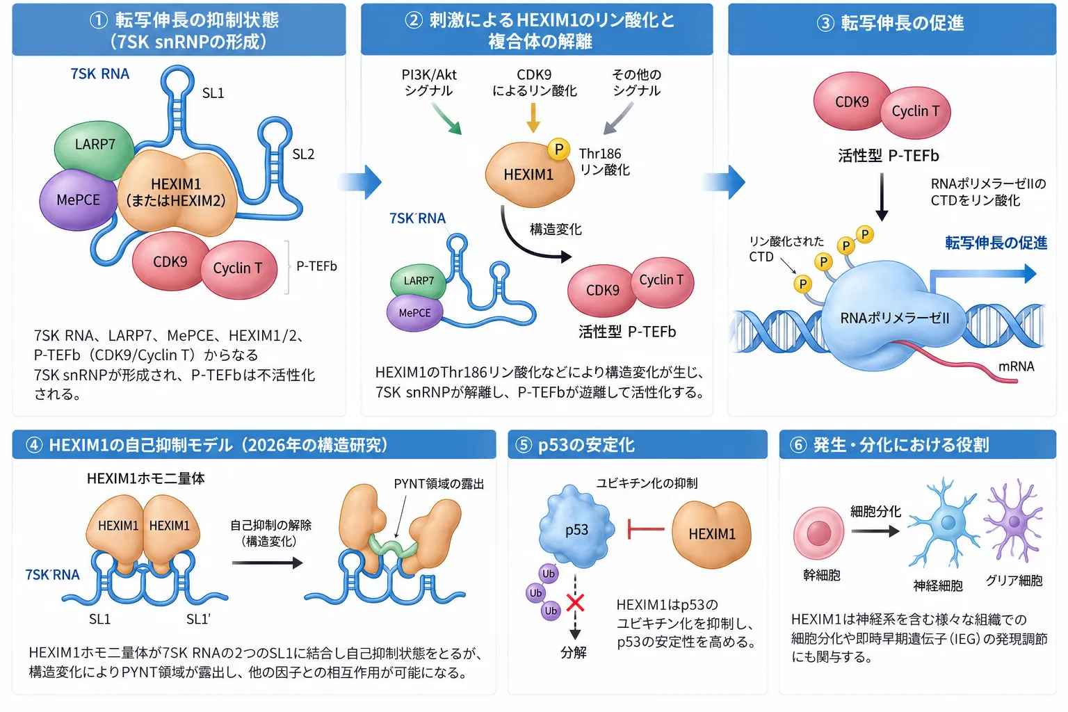 7SK snRNPによるP-TEFbの隔離と放出、HEXIM1の自己抑制、RNAポリメラーゼIIの転写伸長、p53安定化、発生・分化への関与を示す模式図
