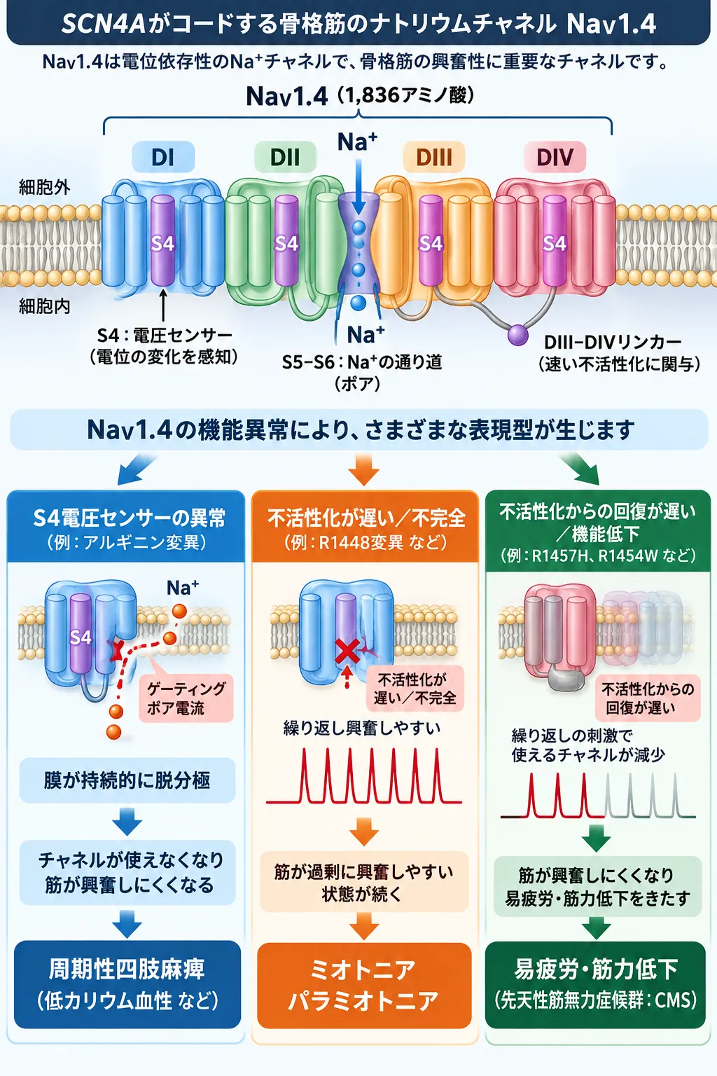 SCN4Aがコードする骨格筋NaV1.4ナトリウムチャネルの構造と、S4電圧センサー異常による周期性四肢麻痺、不活性化異常によるミオトニア、機能低下による先天性筋無力症候群の発症機序を比較した模式図