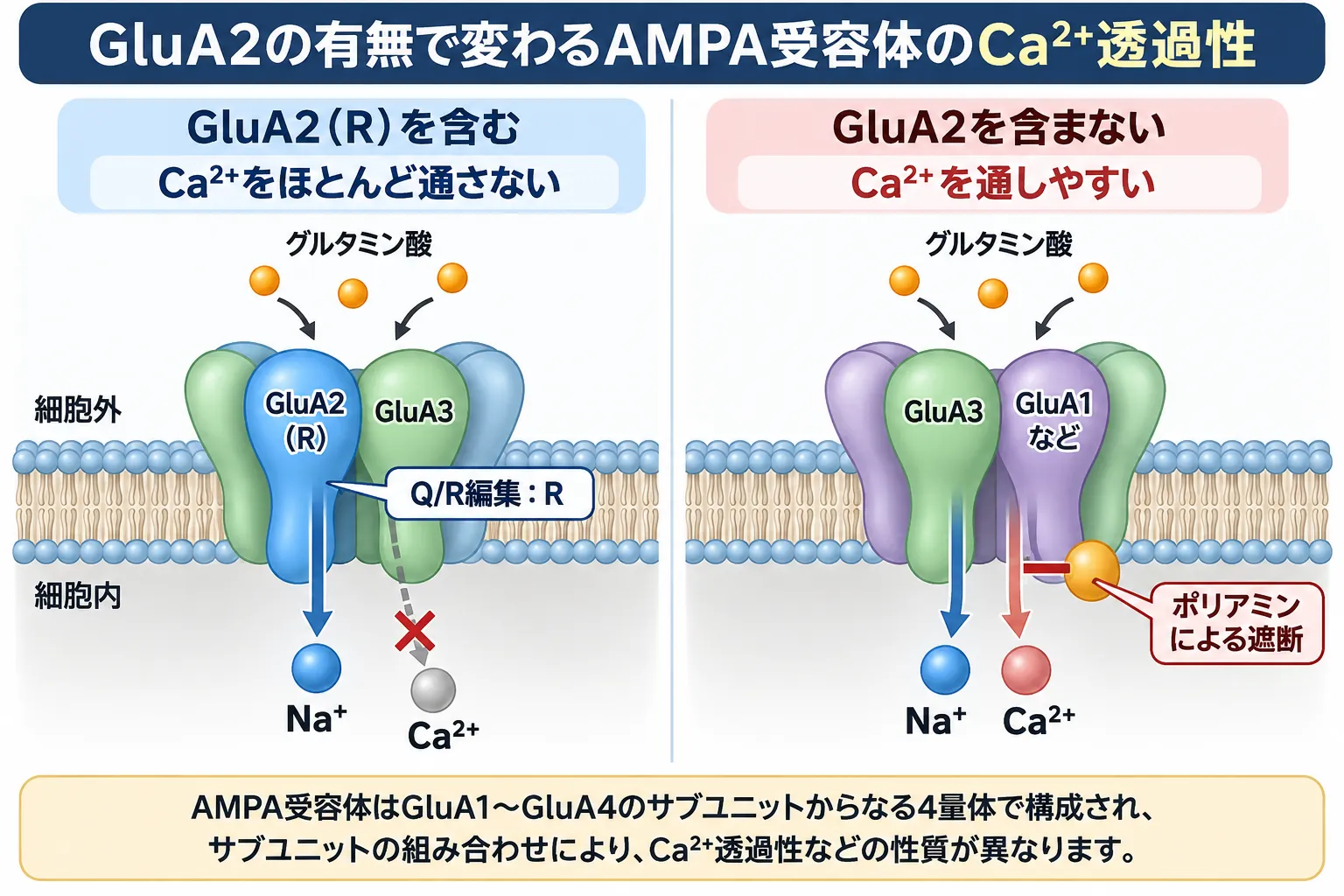 GluA2(R)を含むAMPA受容体とGluA2を含まないAMPA受容体を比較し、Q/R RNA編集によってカルシウム透過性が大きく変化する仕組みを示した模式図