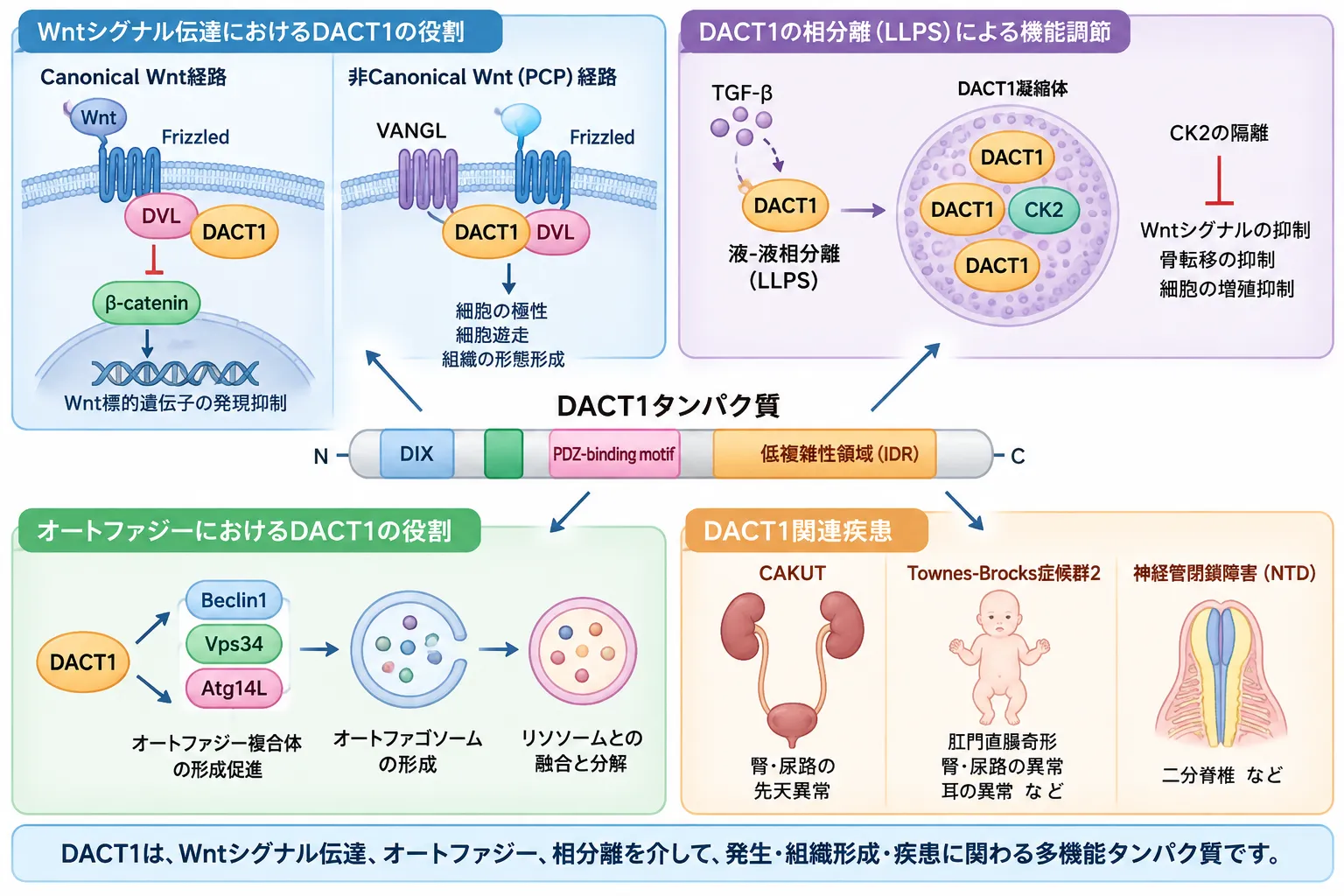 DACT1がWntシグナル伝達、PCP経路、液液相分離、オートファジーを調節し、CAKUT・Townes-Brocks症候群2型・神経管閉鎖障害に関わる仕組みを示す医学イラスト