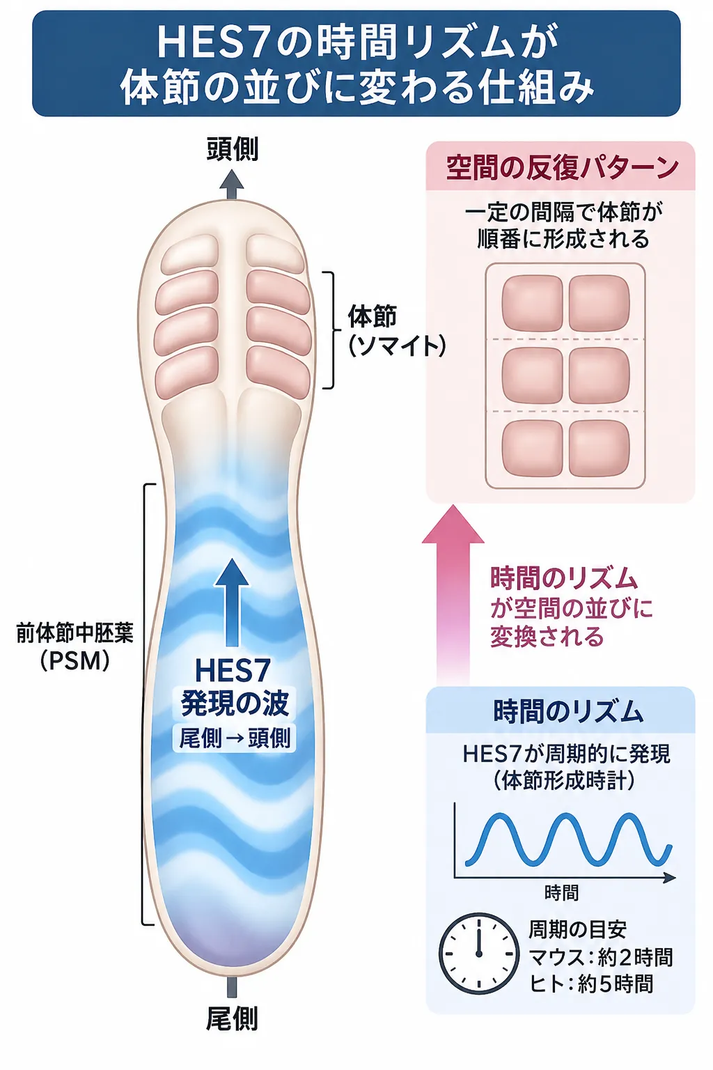 HES7の周期的な発現波が前体節中胚葉（PSM）を尾側から頭側へ進み、時間的な振動が一定間隔の体節（ソマイト）という空間的な反復パターンへ変換される仕組みを示す模式図
