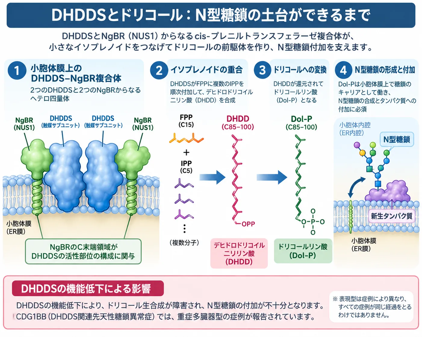 DHDDSとドリコールによるN型糖鎖合成の仕組み DHDDSとNgBR(NUS1)からなるcis-プレニルトランスフェラーゼ複合体がFPPとIPPからDHDDを合成し、ドリコールリン酸を介して小胞体でN型糖鎖形成を支える仕組みを示した模式図