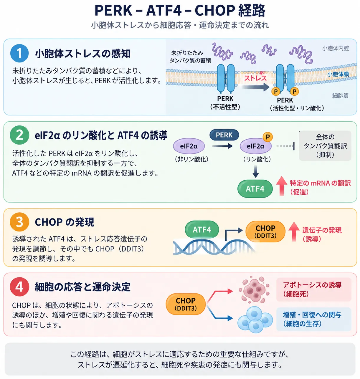PERK-ATF4-CHOP経路による小胞体ストレス応答と細胞運命決定の仕組み