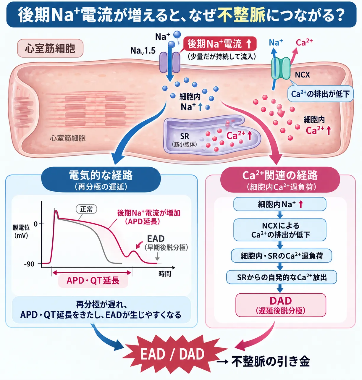 後期ナトリウム電流（INa,L）の増加により、Naᵥ1.5からのNa⁺流入が持続してAPD・QT延長と早期後脱分極（EAD）が生じる電気的経路と、細胞内Na⁺増加によるNCXのCa²⁺排出低下、Ca²⁺過負荷、筋小胞体からの自発的Ca²⁺放出を介して遅延後脱分極（DAD）が生じ、不整脈の引き金となる経路を示す模式図
