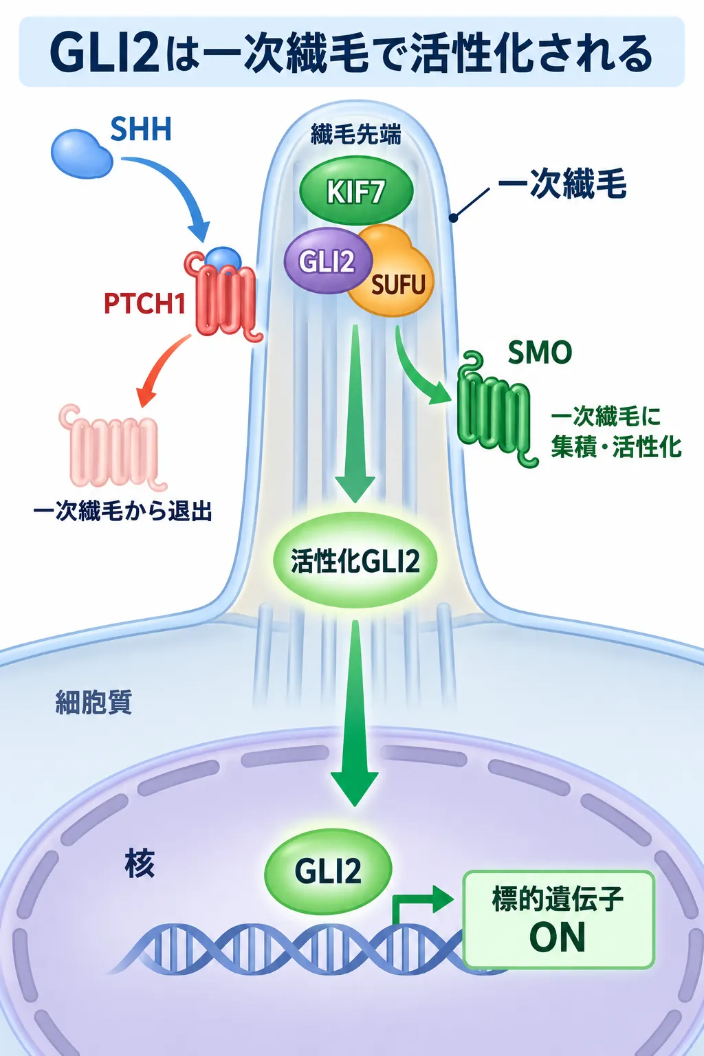 SHHがPTCH1に結合すると一次繊毛内でSMOが活性化し、KIF7・SUFUによる調節を経てGLI2が活性化され、核へ移行して標的遺伝子の転写を促進するヘッジホッグシグナルの模式図