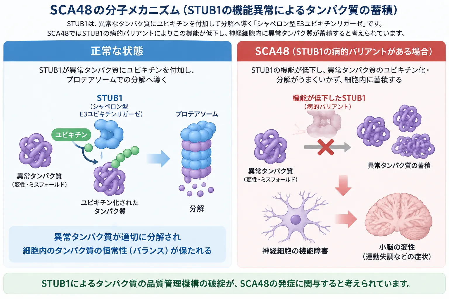 SCA48でSTUB1がコードするCHIPの機能が低下し、異常タンパク質のユビキチン化・プロテアソーム分解が障害され、タンパク質蓄積から神経細胞の機能障害と小脳変性につながる仕組みを正常と比較した模式図