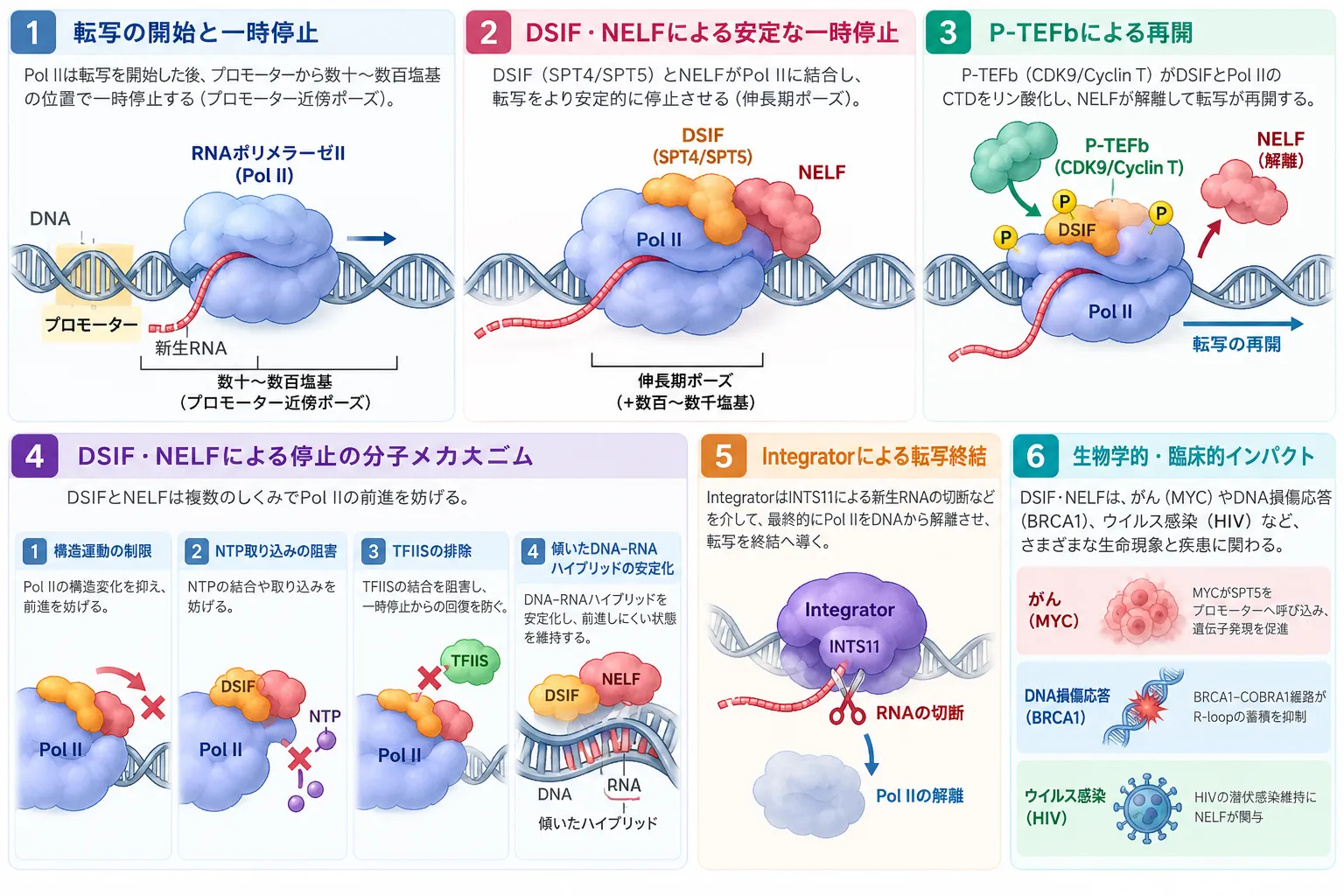 DSIF・NELFによるRNAポリメラーゼIIのプロモーター近位ポーズとP-TEFbによる転写再開、Integratorによる転写終結の仕組み