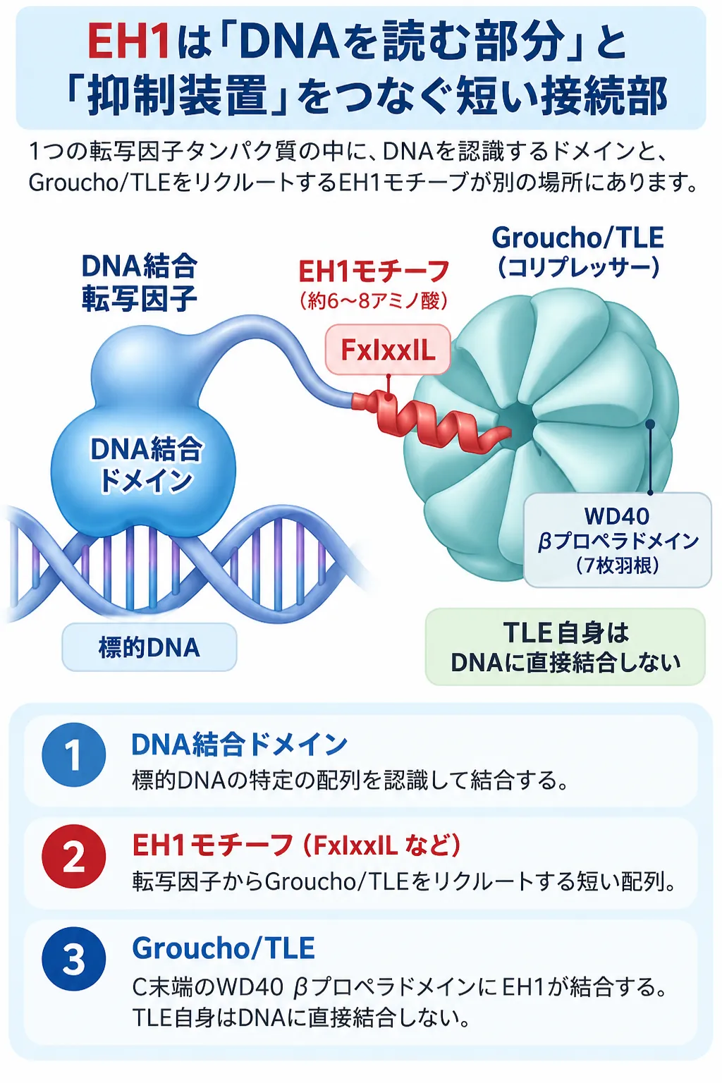 EH1モチーフがDNA結合転写因子とGroucho/TLEコリプレッサーをつなぎ、EH1のFxIxxIL配列がTLEのC末端WD40 βプロペラドメインに結合する仕組みを示す模式図