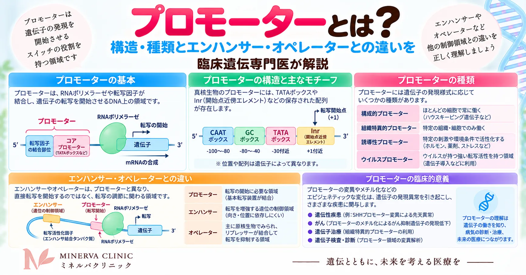 プロモーターの構造と転写開始、エンハンサーやオペレーターとの違いを示すインフォグラフィック