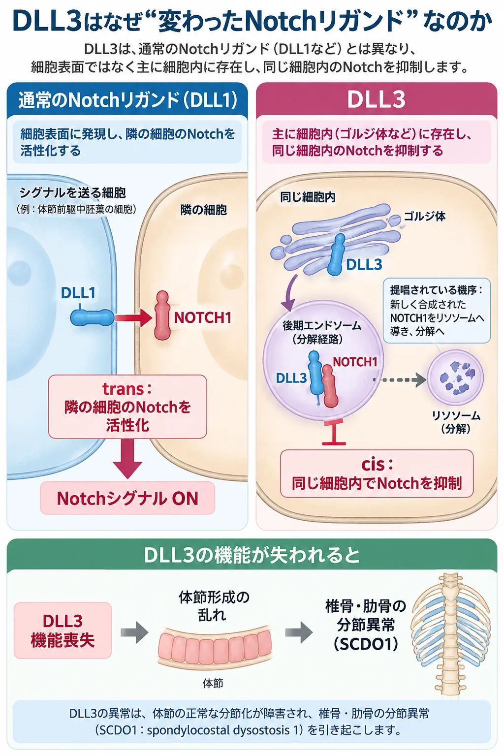 DLL3が通常のNotchリガンドと異なり、主に細胞内で同一細胞のNotchを抑制する仕組みと、DLL3機能喪失による体節形成異常から脊椎肋骨異形成症1型(SCDO1)につながる機序を示す模式図