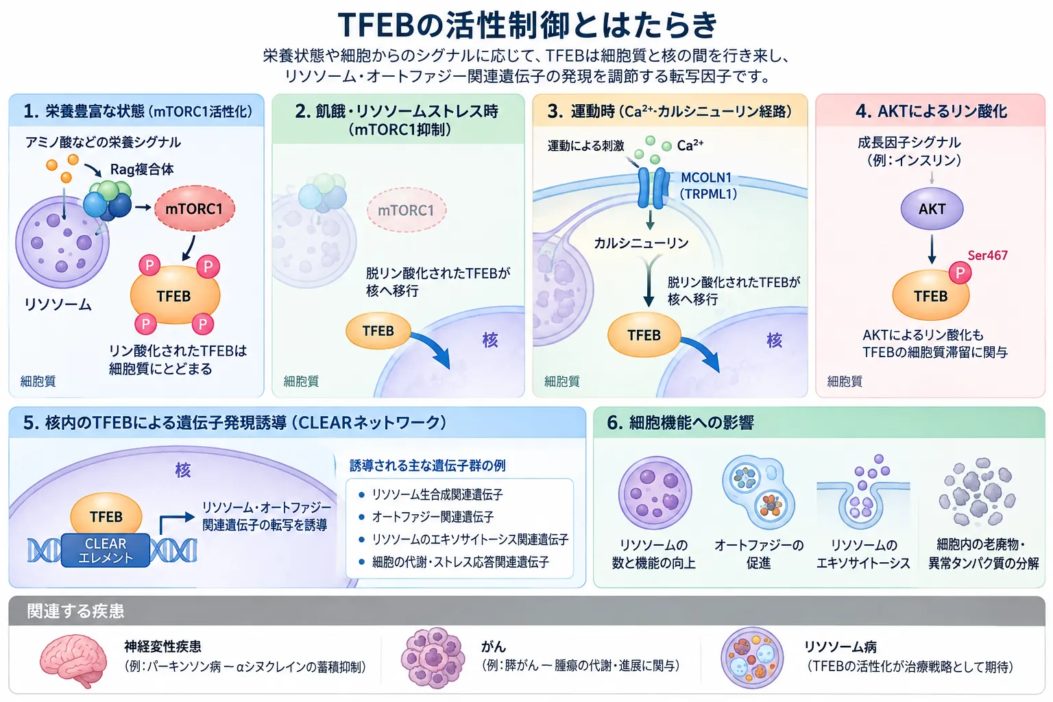 TFEBの活性制御と働きを示す模式図。栄養豊富な状態でのmTORC1によるTFEBリン酸化、飢餓・リソソームストレスや運動時のMCOLN1・カルシニューリン経路による核移行、AKTによるSer467リン酸化、CLEARネットワークを介したリソソーム・オートファジー関連遺伝子の発現誘導を示す