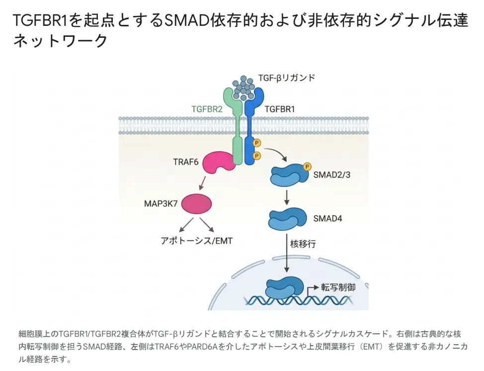TGFBR1を起点とするTGF-βシグナル伝達の模式図。細胞膜上でTGF-βリガンドがTGFBR2とTGFBR1の受容体複合体に結合し、TGFBR1がリン酸化されてSMAD2/3を活性化、SMAD4と結合して核内へ移行し転写を制御するカノニカル経路と、TRAF6・MAP3K7を介してアポトーシスやEMTを促す非カノニカル経路の2つのルートを示す図解。