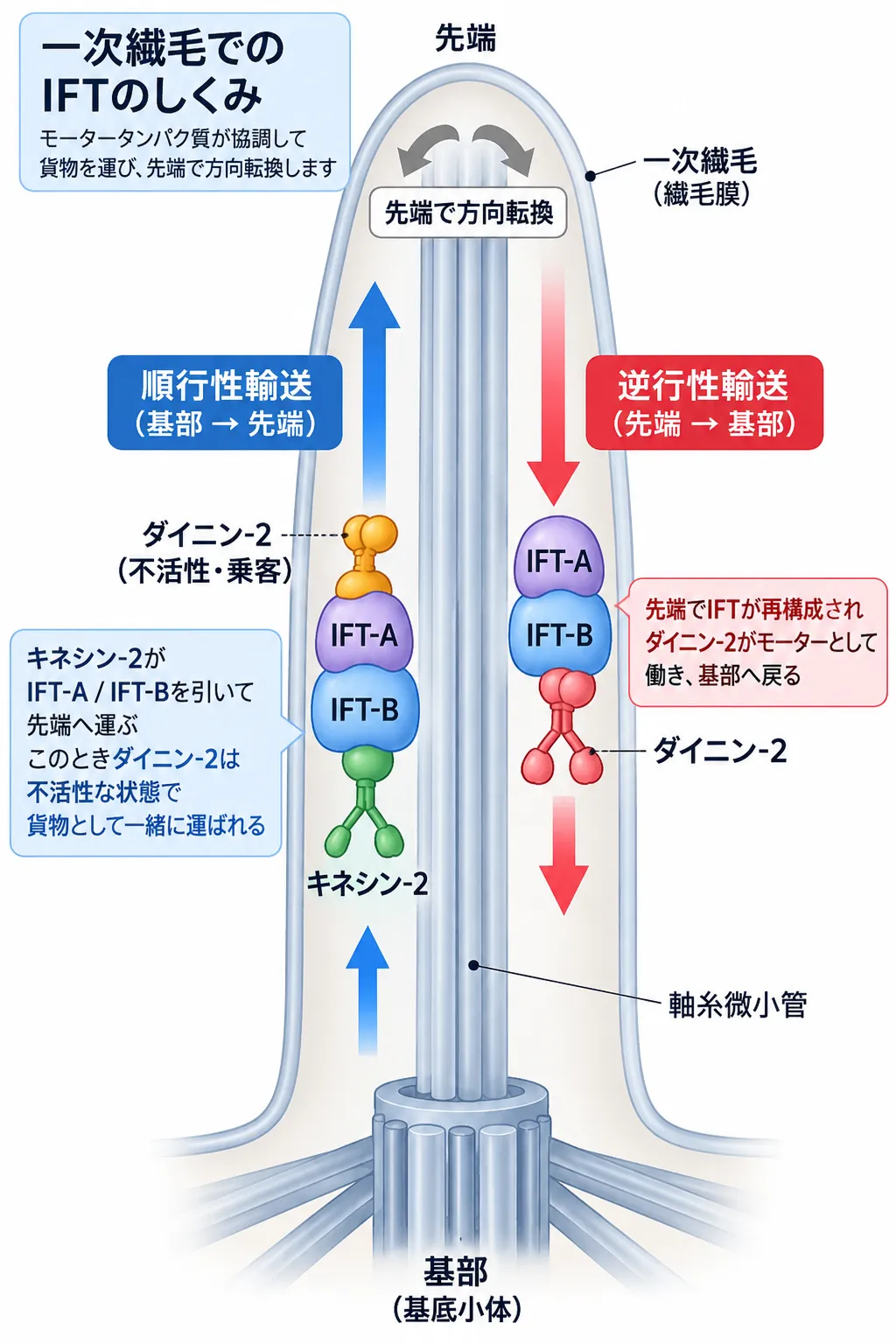 一次繊毛内で、キネシン-2がIFT-A・IFT-Bと不活性なダイニン-2を基部から先端へ運ぶ順行性輸送と、先端でIFTトレインが再構成され、活性化したダイニン-2が基部へ戻す逆行性輸送を示した模式図