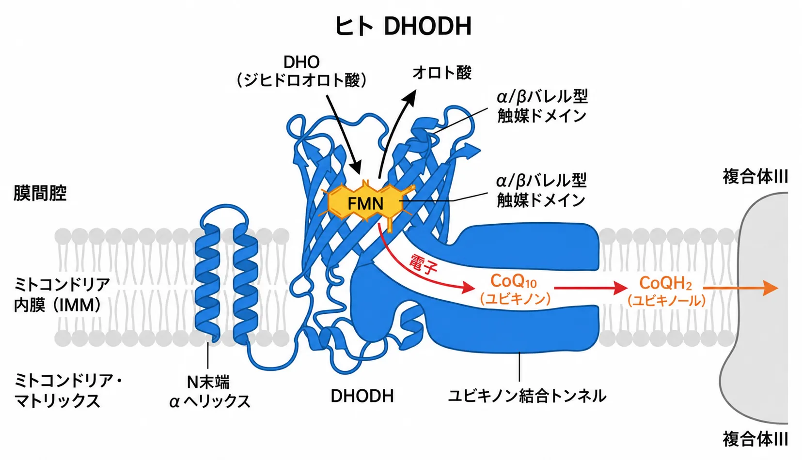 ヒトDHODHの分子構造模式図。ミトコンドリア内膜(IMM)にN末端αヘリックスで結合し、α/βバレル触媒ドメイン内のFMNを介してDHOをオロト酸へ酸化。引き抜かれた電子がユビキノン結合トンネルを通ってCoQ10に渡り、CoQH2(ユビキノール)となって複合体IIIへ伝達される流れを示す。