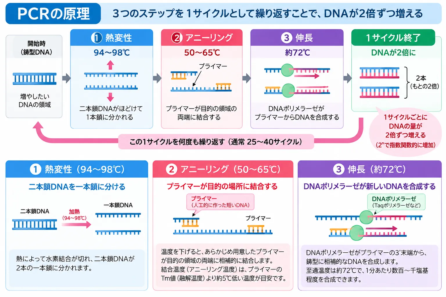 PCRでDNAを熱変性・アニーリング・伸長の3ステップによって増幅する仕組みを示す図