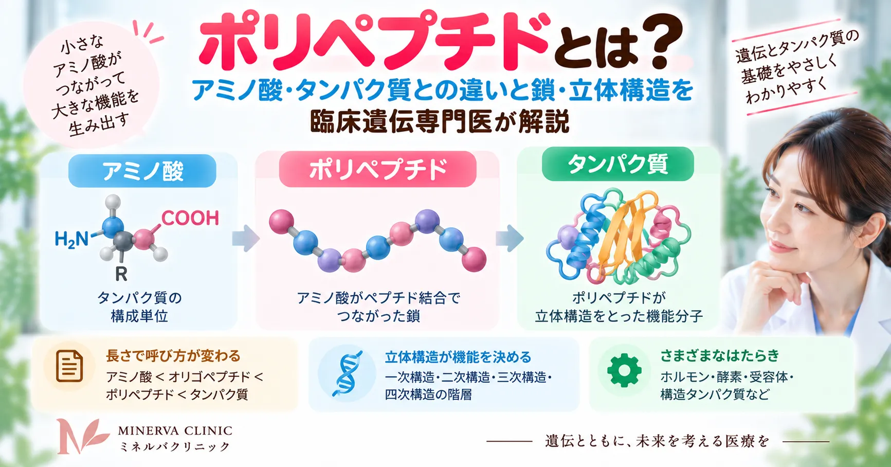 ポリペプチドの定義とアミノ酸・ペプチド・タンパク質との関係、立体構造や翻訳の概要を示すインフォグラフィック