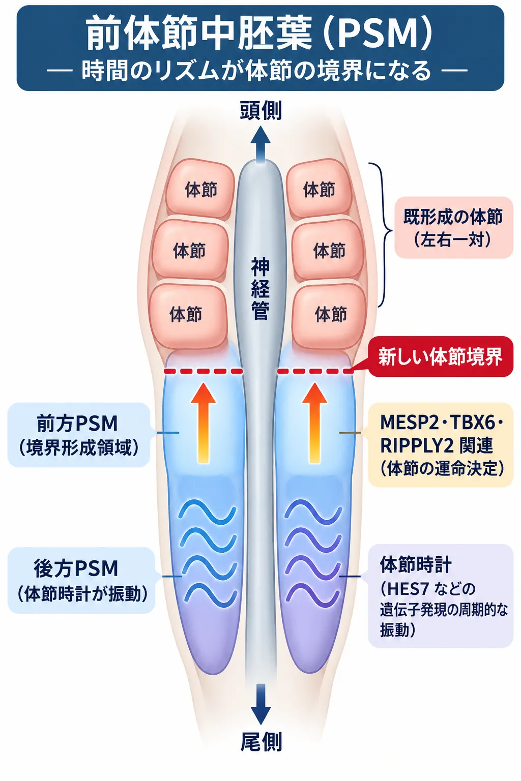 前体節中胚葉（PSM）でHES7などの体節時計が後方で周期的に振動し、前方でMESP2・TBX6・RIPPLY2に関わる境界形成へ移行して、左右一対の体節が形成される仕組みを示す模式図