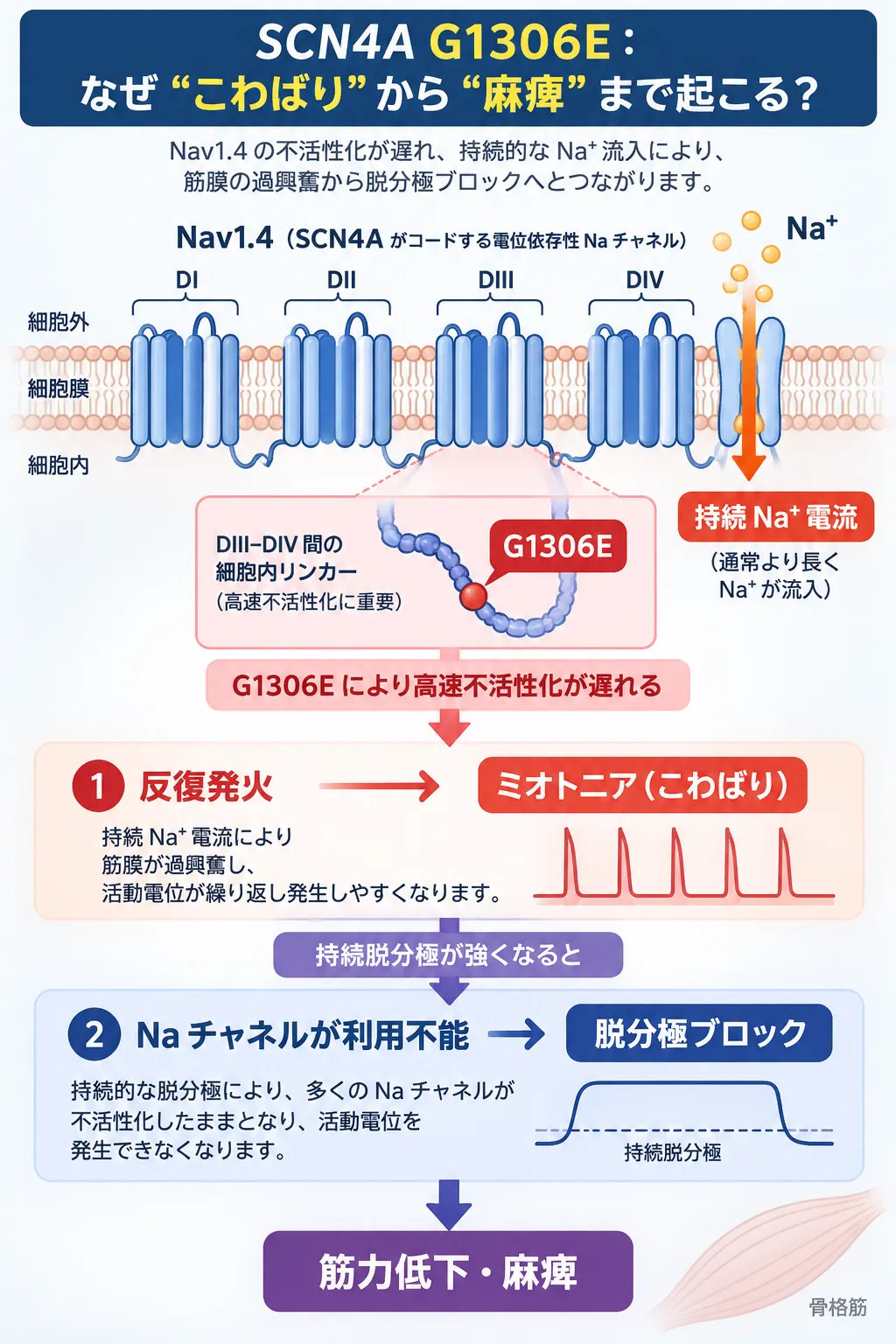 SCN4A G1306E変異によりNav1.4の高速不活性化が遅れ、持続性Na⁺電流による反復発火とミオトニアを経て、持続脱分極によるNaチャネル不活性化・脱分極ブロックから筋力低下・麻痺に至る仕組みを示す模式図