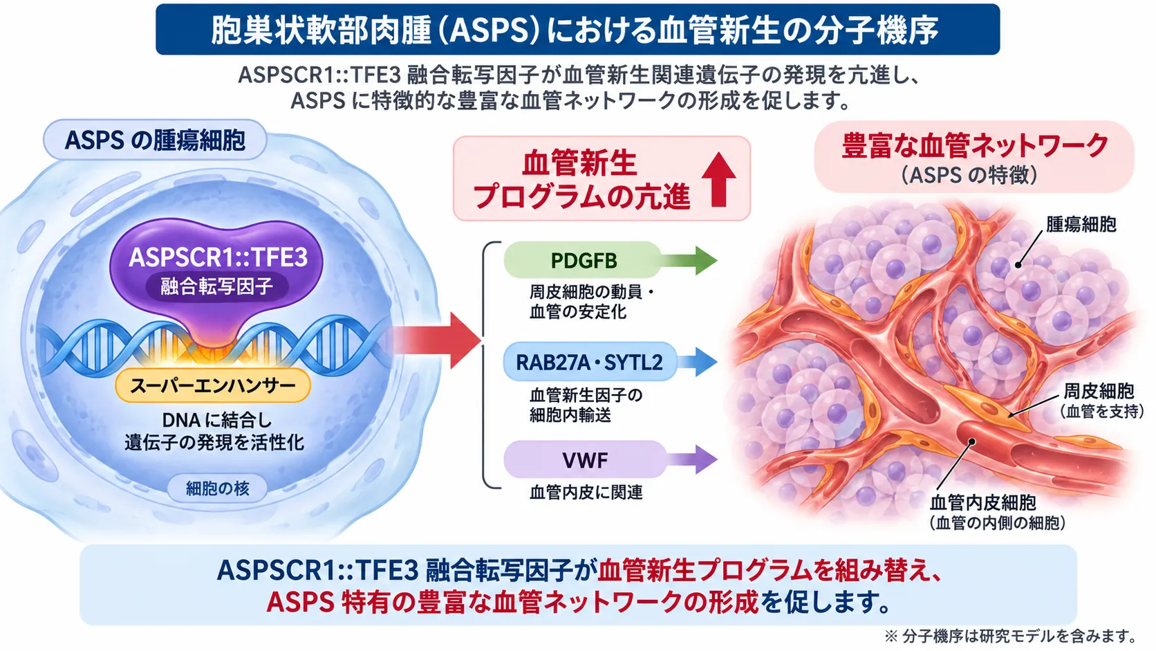 ASPSCR1::TFE3融合転写因子がDNAに結合して血管新生関連遺伝子の発現を促進し、胞巣状軟部肉腫（ASPS）に特徴的な豊富な血管ネットワーク形成につながる分子機序を示す模式図