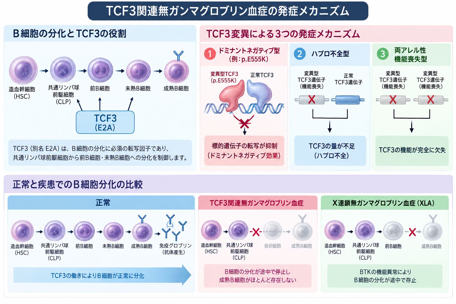 TCF3関連無ガンマグロブリン血症の発症機序を示す模式図。TCF3(E2A)によるB細胞分化、p.E555Kドミナントネガティブ型・ハプロ不全型・両アレル性機能喪失型の違い、正常・TCF3関連疾患・X連鎖無ガンマグロブリン血症(XLA)におけるB細胞分化停止位置を比較