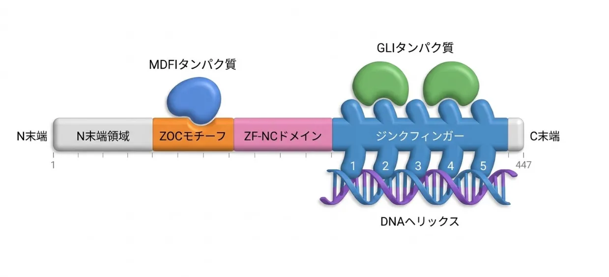 ZIC1タンパク質(全447アミノ酸)のドメイン構造を左のN末端から右のC末端へ示した模式図。左からN末端領域、ZOCモチーフ、ZF-NCドメインが並び、右側に5つ連なったジンクフィンガー(1〜5)がある。ジンクフィンガーは下のDNA二重らせん(DNAヘリックス)に結合し、その上部でGLIタンパク質2分子と相互作用する。ZOCモチーフにはMDFIタンパク質が結合している。
