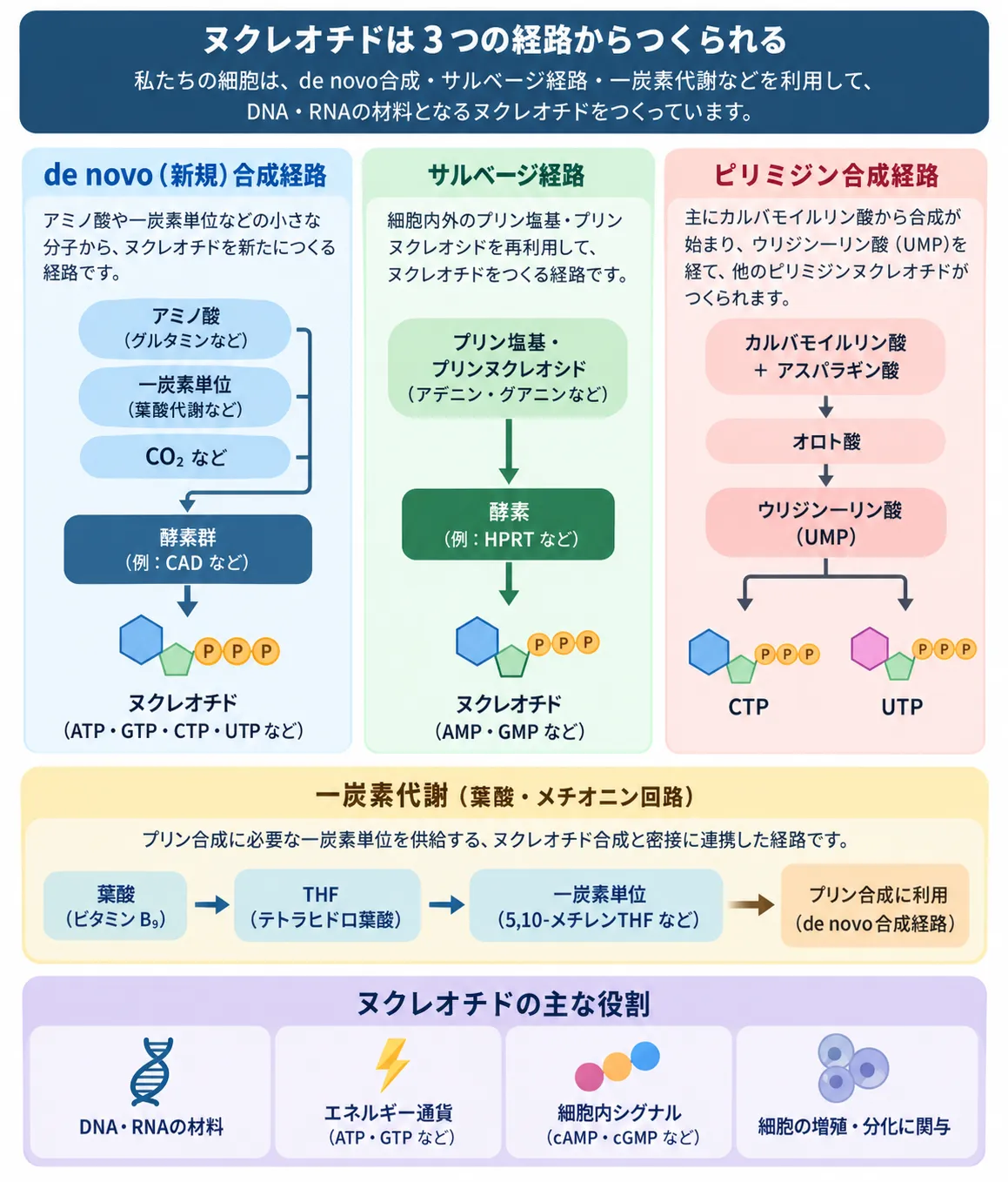 デノボ合成・サルベージ経路・ピリミジン合成と葉酸一炭素代謝によるヌクレオチド供給の模式図