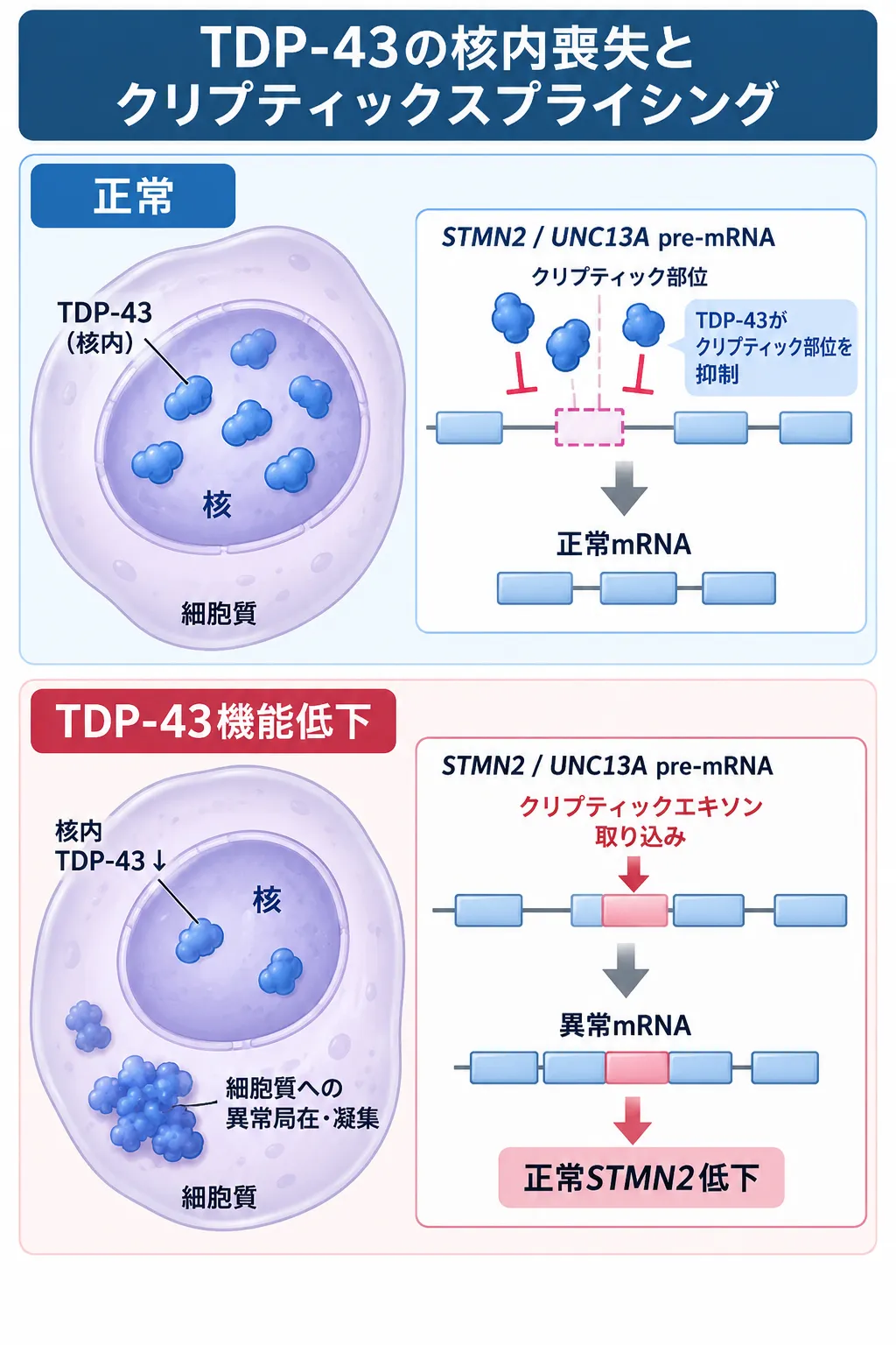 正常では核内TDP-43がSTMN2・UNC13Aのクリプティックスプライシングを抑制する一方、ALSではTDP-43の核内喪失によりクリプティックエキソンが取り込まれ、正常mRNAが減少する仕組みを比較した模式図