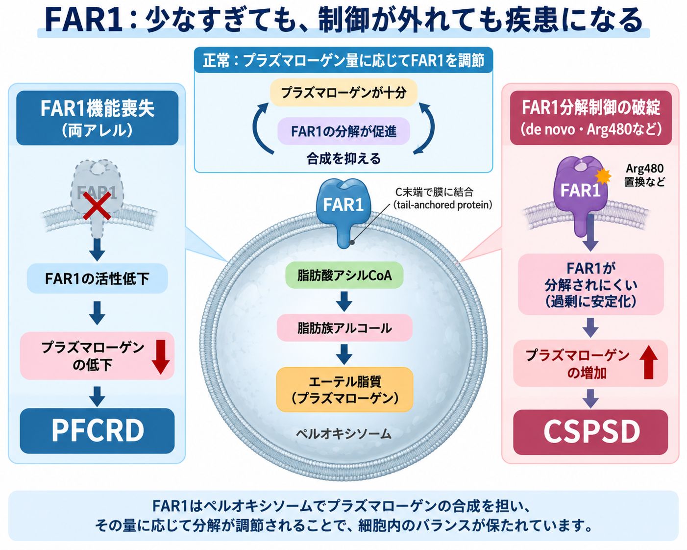 FAR1がペルオキシソームで脂肪酸アシルCoAから脂肪族アルコールを供給してプラズマローゲン合成を担い、両アレルの機能喪失でPFCRD、分解制御の破綻でCSPSDが生じる仕組みを示した模式図