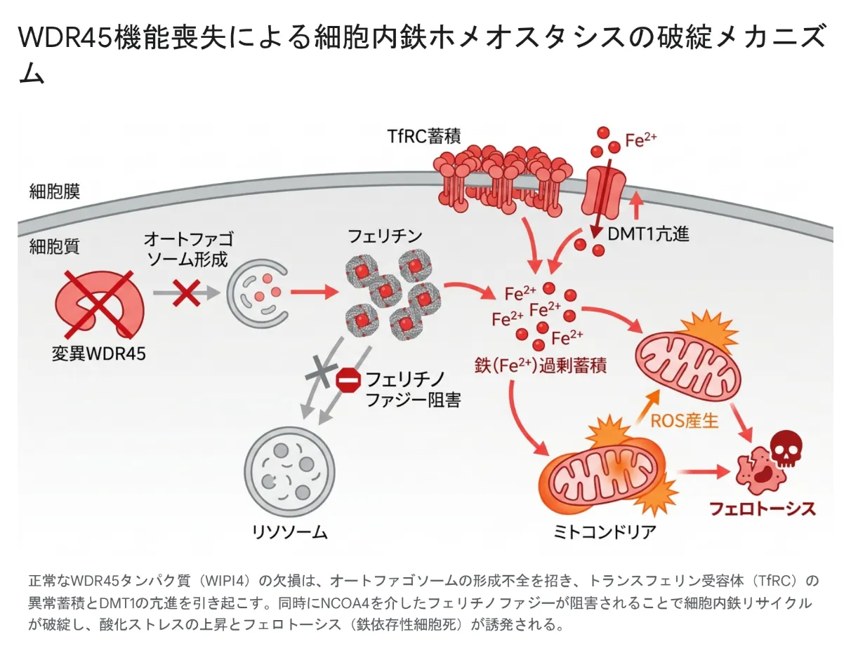 変異WDR45（WIPI4）によりオートファゴソーム形成が障害され、トランスフェリン受容体（TfRC）が細胞膜に蓄積、DMT1亢進とあわせて鉄が過剰流入する。NCOA4依存のフェリチノファジーも阻害されて鉄リサイクルが破綻し、細胞質に遊離鉄（Fe2+）が過剰蓄積。ミトコンドリア障害とROS産生を経てフェロトーシス（鉄依存性細胞死）に至る流れを示した模式図。