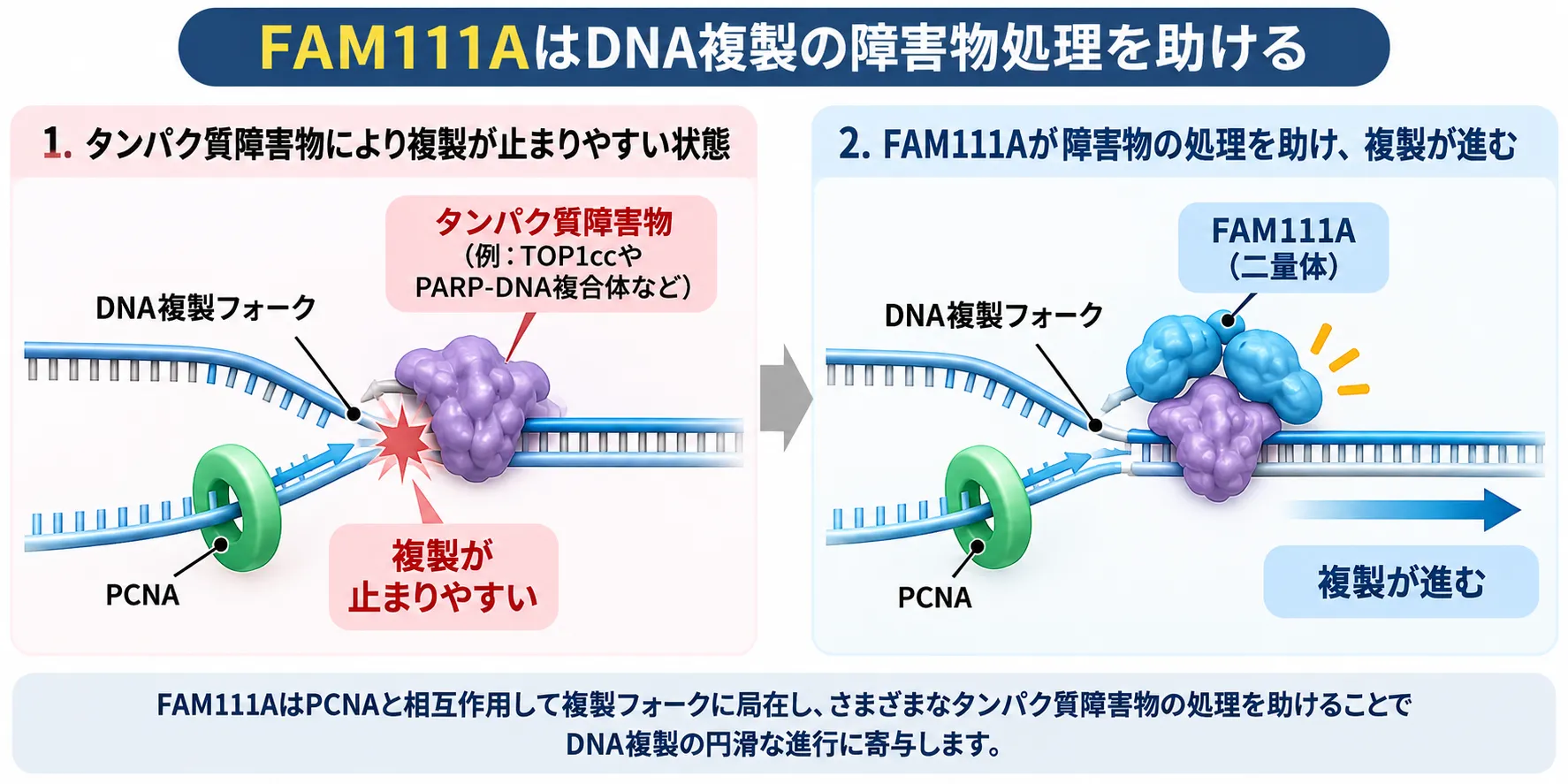 FAM111AがDNA複製フォークでPCNAと相互作用し、TOP1切断複合体やPARP-DNA複合体などのタンパク質性障害物の処理を助け、DNA複製の進行を支える仕組みを示す模式図