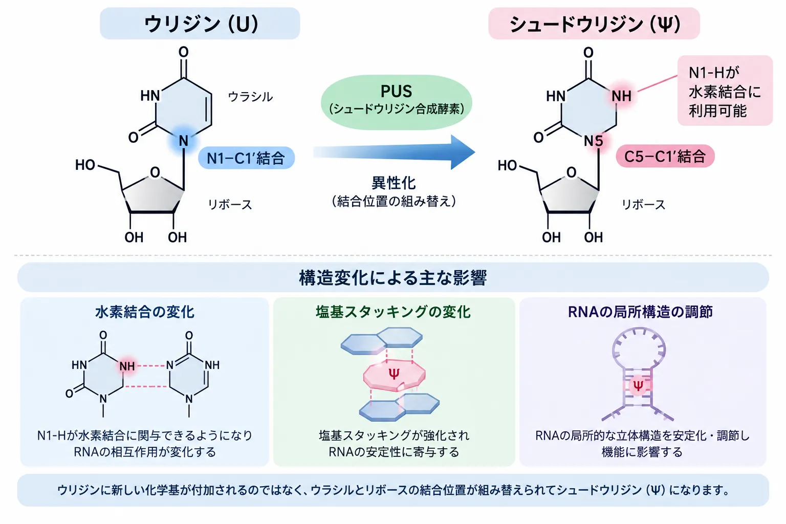 ウリジン（U）からシュードウリジン（Ψ）への異性化を示す模式図。PUSによりウラシルとリボースの結合位置がN1-C1′結合からC5-C1′結合へ組み替えられ、水素結合、塩基スタッキング、RNAの局所構造に影響する。