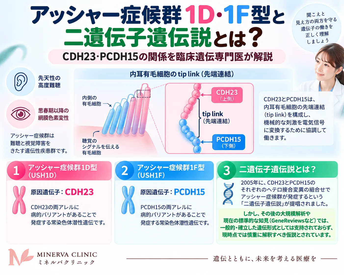 アッシャー症候群1D型と1F型の原因遺伝子CDH23・PCDH15、ティップリンク、二遺伝子遺伝説の位置づけを示すインフォグラフィック