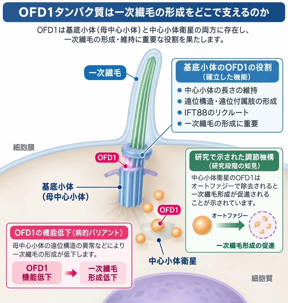 OFD1タンパク質が基底小体と中心小体衛星に局在し、一次繊毛形成に関与する位置関係と、OFD1機能低下によって一次繊毛形成が低下する仕組みを示した模式図