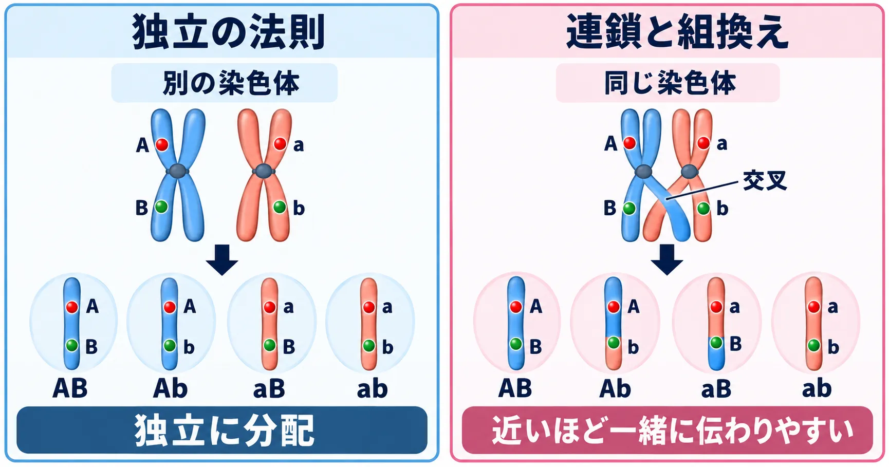 独立の法則と連鎖・組換えの違い 別の染色体にある遺伝子は独立に分配され、同じ染色体上の遺伝子は連鎖するが交叉により組換え型が生じる仕組み