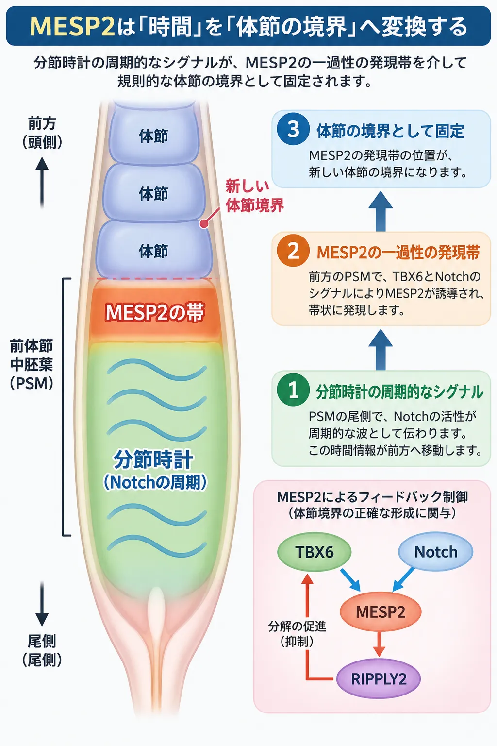MESP2が分節時計の周期的なシグナルを受けて前体節中胚葉に一過性の発現帯を形成し、新しい体節境界の形成につなげる仕組みを示す模式図