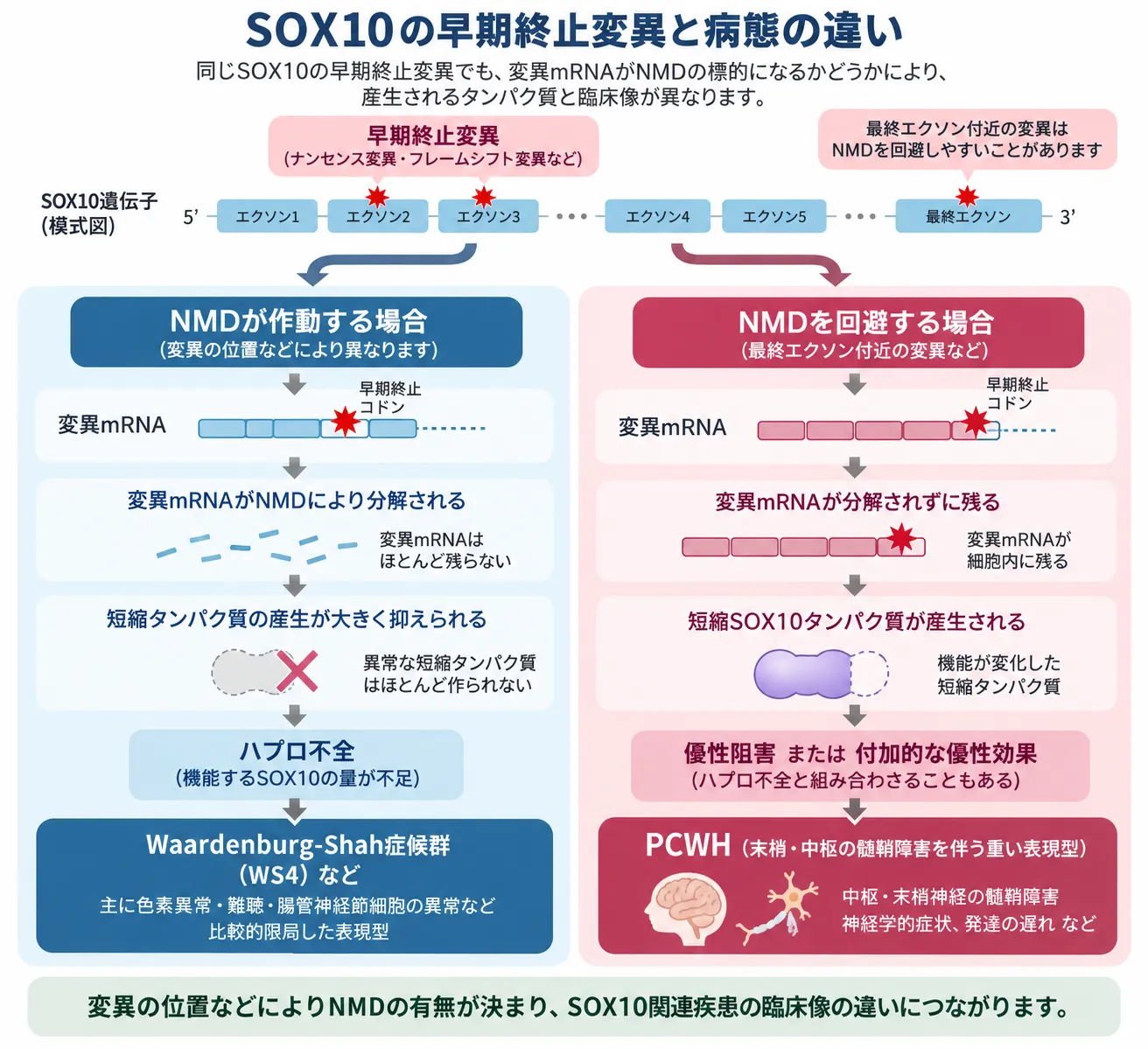 SOX10の早期終止変異について、NMDが作動して変異mRNAが分解されハプロ不全からWS4などにつながる場合と、最終エクソン付近の変異がNMDを回避して短縮SOX10タンパク質を産生しPCWHにつながる場合を比較した模式図