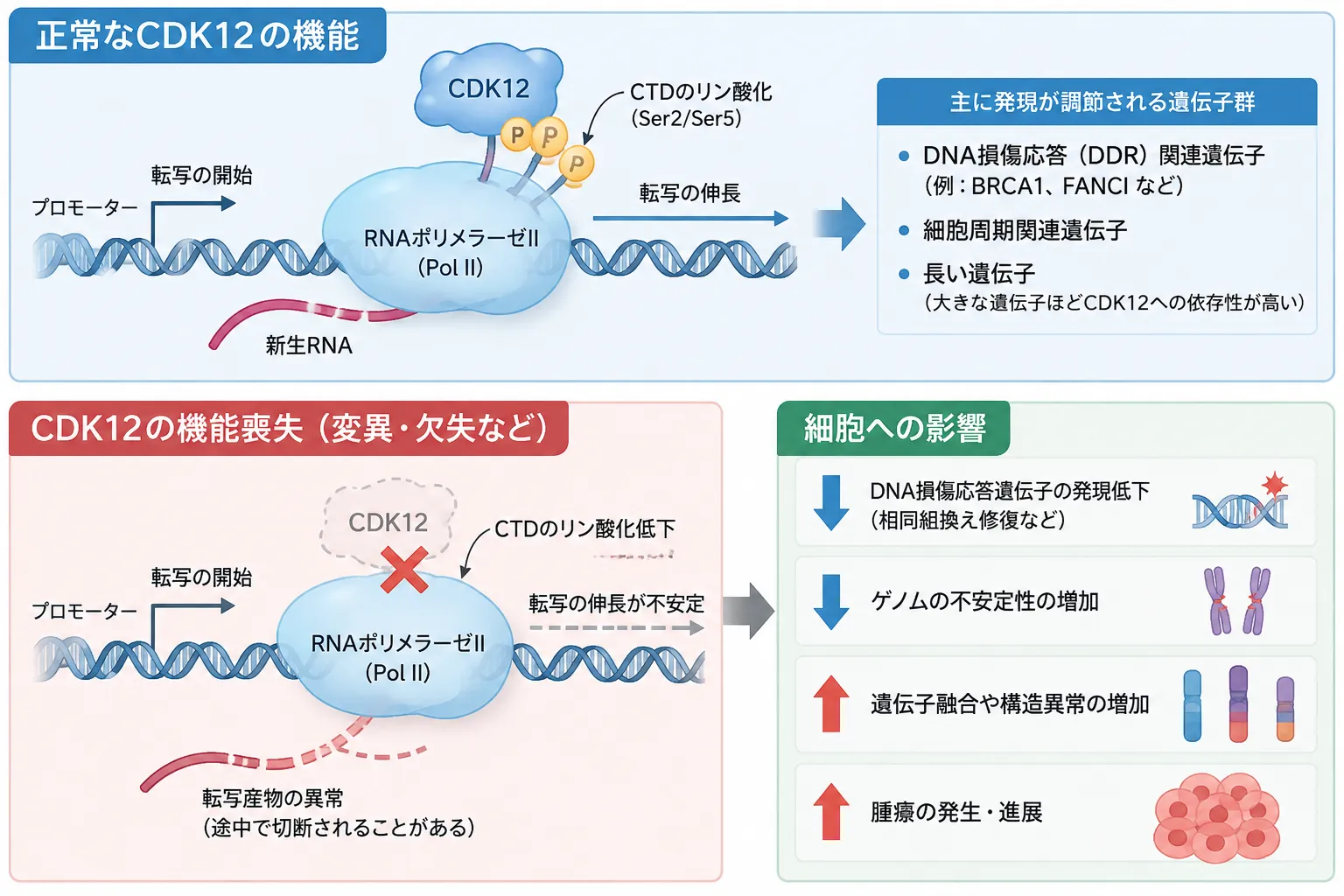 CDK12の転写制御機能と機能喪失によるゲノム不安定性・腫瘍進展 CDK12がRNAポリメラーゼIIのCTDをリン酸化して転写伸長を支える正常機能と、CDK12機能喪失によるDNA損傷応答遺伝子の発現低下、ゲノム不安定性、遺伝子融合・構造異常、腫瘍進展への影響を示す模式図