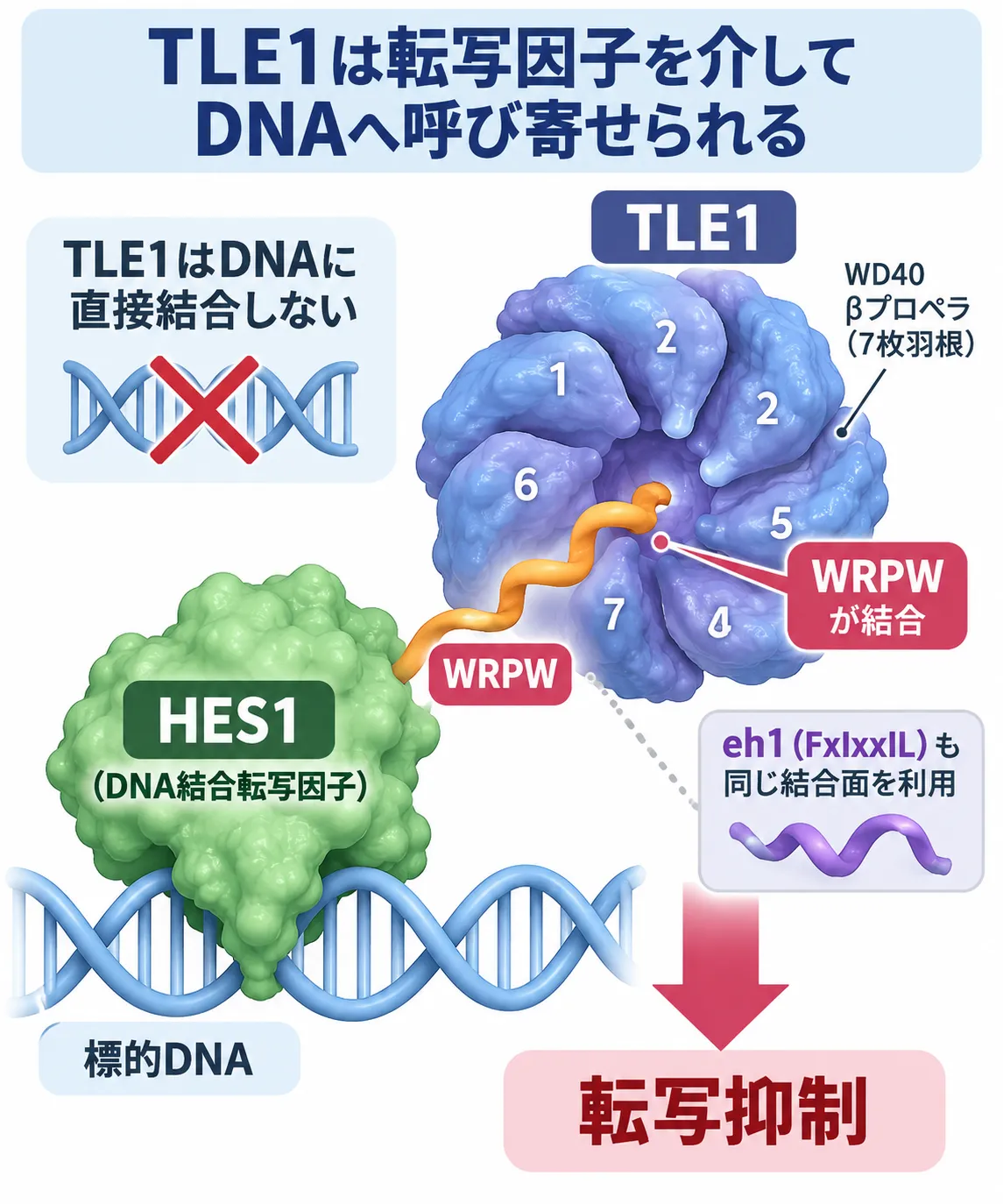 TLE1がDNA結合転写因子HES1のWRPWモチーフをWD40 βプロペラで認識して標的DNAへ呼び寄せられ、転写を抑制する仕組みを示す模式図