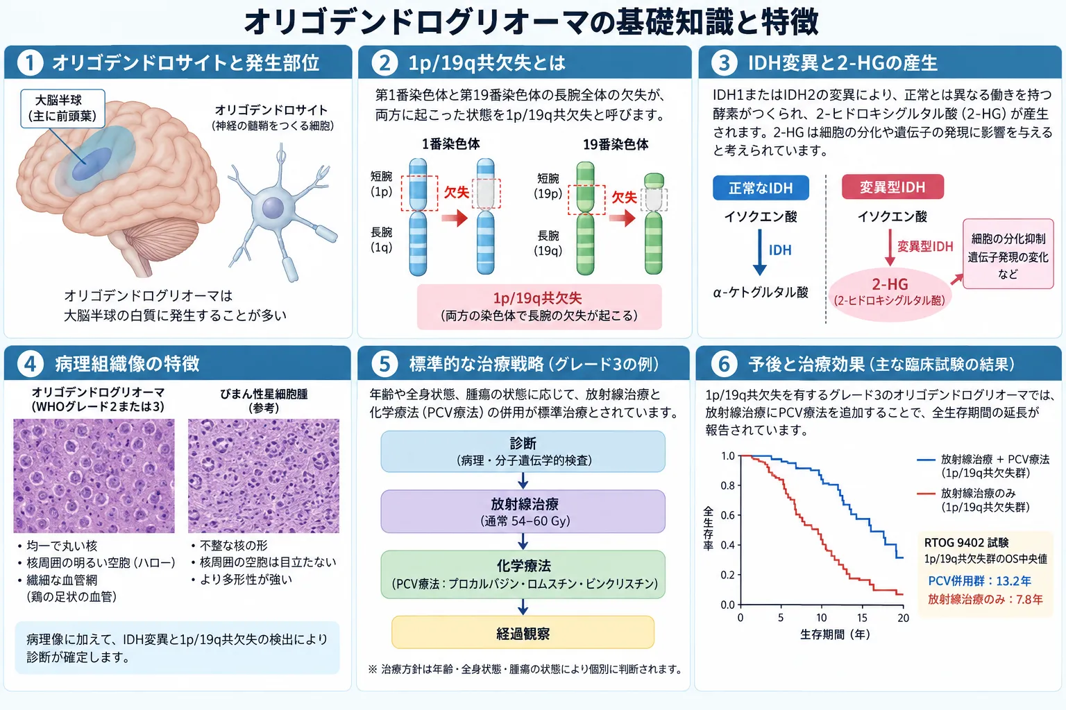 オリゴデンドログリオーマの基礎知識を示す模式図。好発部位、IDH変異による2-HG産生、1p/19q共欠失、病理組織像、グレード3の標準治療、放射線療法とPCV併用による長期生存効果を図解している。