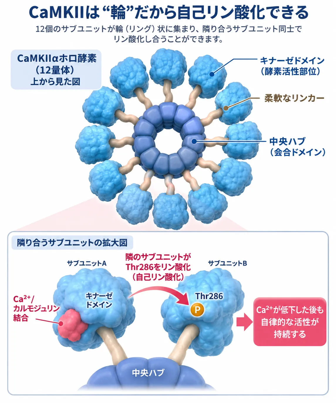 CaMKIIαが12個のサブユニットからなる環状ホロ酵素を形成し、隣接サブユニット間でThr286を自己リン酸化してCa²⁺低下後も自律的活性を維持する仕組みを示す模式図