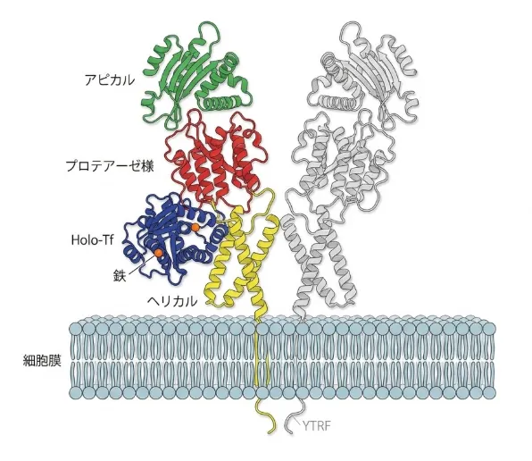 細胞膜に埋め込まれたトランスフェリン受容体1(TfR1)の二量体構造の模式図。左側のモノマーは3つのドメインが色分けされ、緑がアピカルドメイン、赤がプロテアーゼ様ドメイン、黄がヘリカルドメインを示す。青は鉄を2個結合したホロ・トランスフェリン(Holo-Tf)で、オレンジの点が鉄原子を表す。右側のモノマーは灰色で描かれ、全体が蝶のような左右対称の形をつくる。下部の青い脂質二重層が細胞膜で、膜貫通領域を越えた細胞質側N末端にYTRFモチーフが示されている。