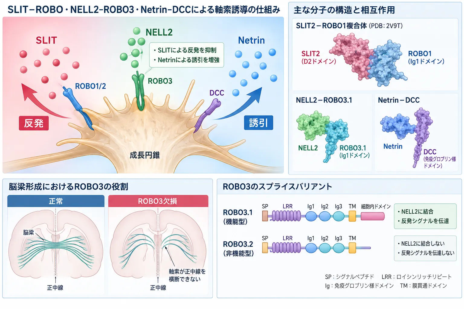 SLIT-ROBO・NELL2-ROBO3・Netrin-DCCによる軸索誘導を示す模式図。成長円錐におけるSLIT-ROBO1/2の反発、Netrin-DCCの誘引、NELL2-ROBO3の作用、正中線交叉とROBO3欠損による異常、ROBO3.1とROBO3.2の違いを示す