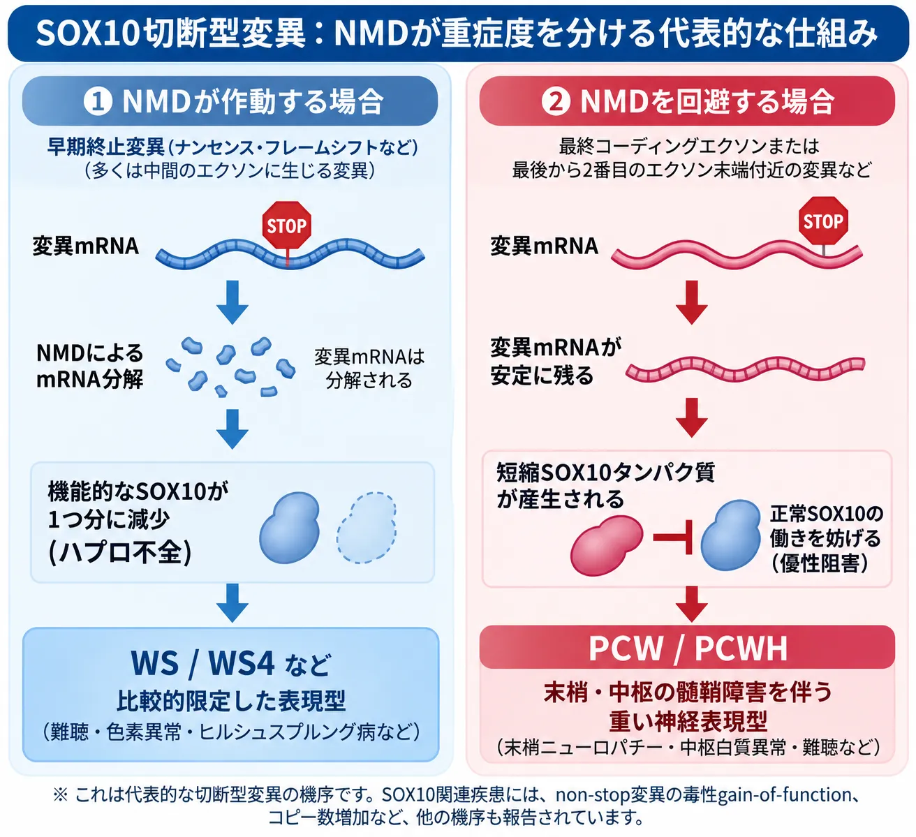 SOX10切断型変異について、NMDが作動して変異mRNAが分解されハプロ不全となる場合と、NMDを回避して短縮SOX10タンパク質が正常SOX10を優性阻害し、PCW・PCWHの重い神経表現型につながる場合を比較した模式図