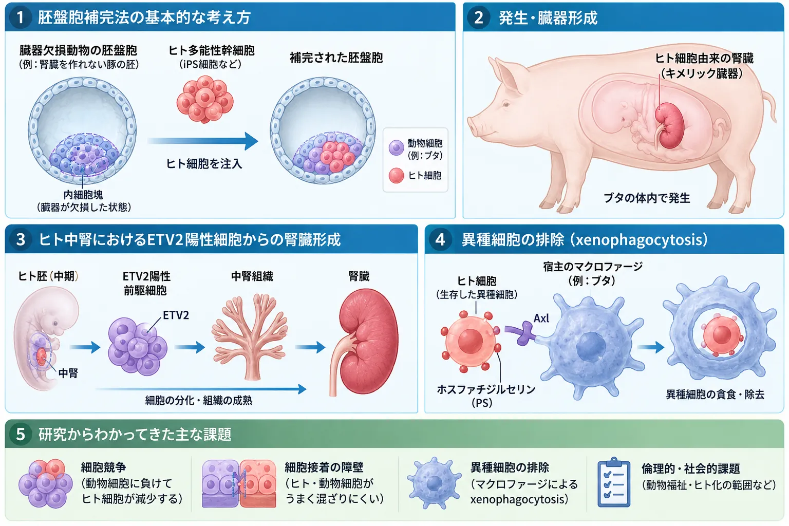 胚盤胞補完法による異種間キメラ形成とヒト由来臓器形成、細胞競争・接着障壁・異種細胞貪食の仕組みを示す医学イラスト
