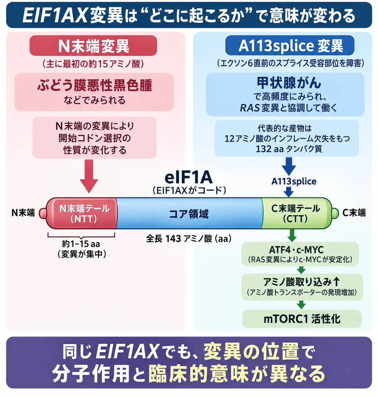 EIF1AX遺伝子のN末端変異とA113splice変異を比較し、ぶどう膜悪性黒色腫では開始コドン選択の性質が変化する一方、甲状腺がんではRAS変異と協調してATF4・c-MYC、アミノ酸取り込み、mTORC1活性化へつながる仕組みを示す模式図