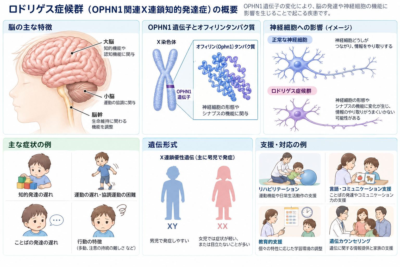 ロドリゲス症候群におけるSF3B4遺伝子変異とスプライシング異常、神経堤細胞・骨格形成への影響を示す模式図